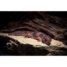 Gecko de cola gorda -  Hemitheconyx caudicinctus 